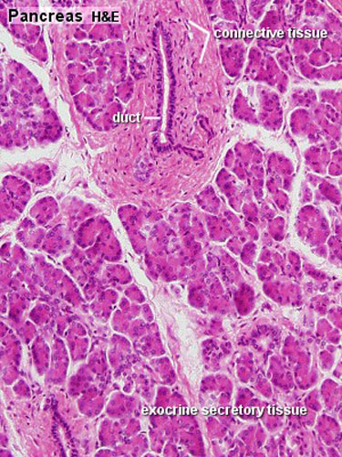 Gastrointestinal Tract - Pancreas Histology - Embryology