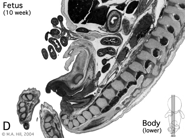 File:Human- fetal week 10 lower body D.jpg