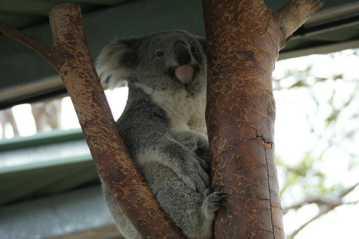 File:Koala.jpg