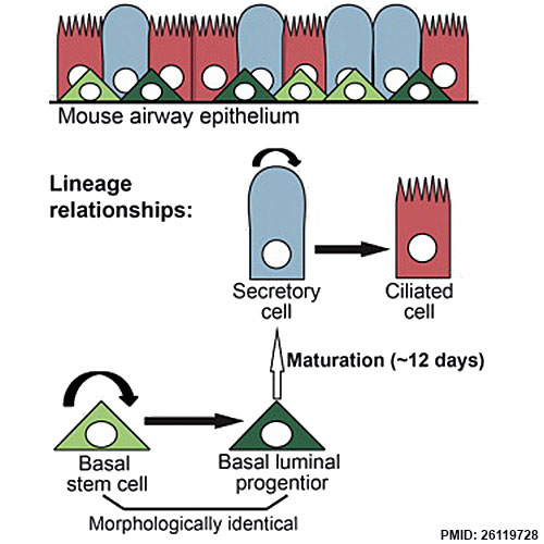 File:Respiratory epithelium cells cartoon.jpg
