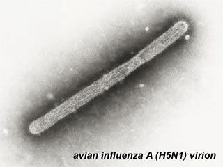 File:Avian influenza virion.jpg