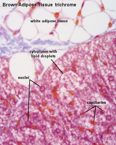 ANAT2241 Connective Tissue Components - Embryology muscle tendon diagram 