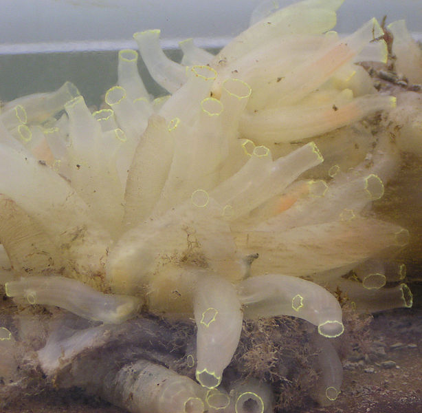 File:Sea squirt - ciona intestinalis.jpg