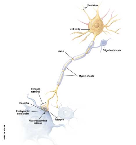 Neuron and supporting glial cells