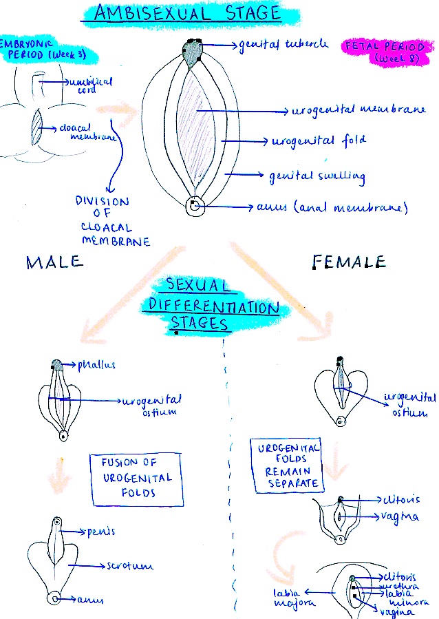 Embryology Of Female External Genitalia Vulva Diagram Female