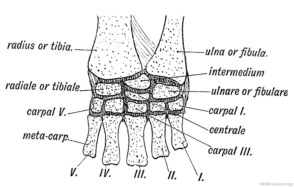 Fig. 246. Tortoise Carpal Bones