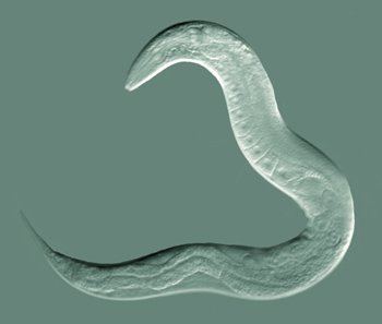 File:C elegans.jpg