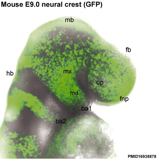 File:Mouse head E9-neural crest GFP.jpg