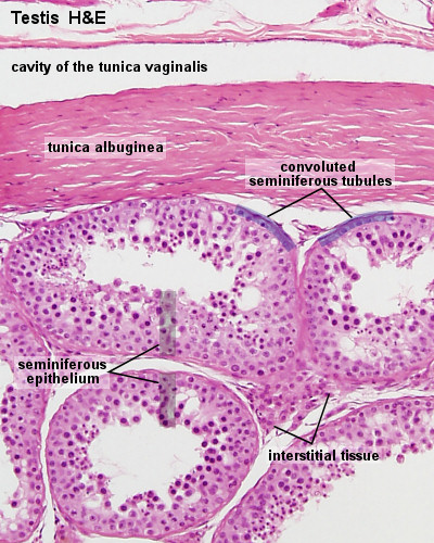Testes Labeled Histology Slides Lumen Testes Labeled Histology Slides Lumen