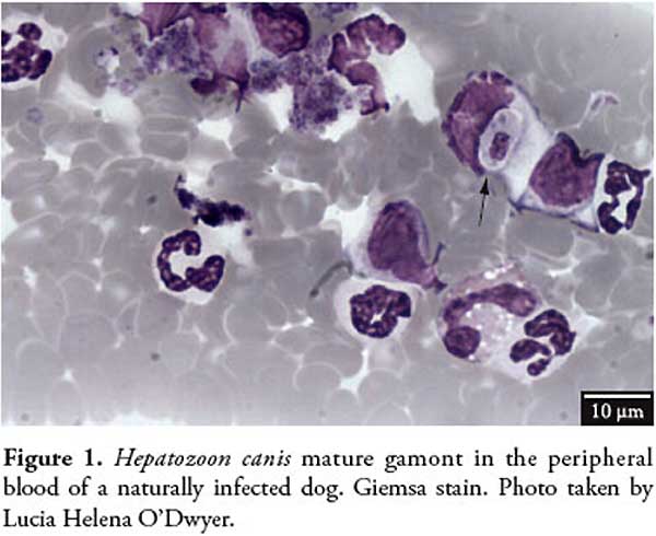 File:Canine hepatozoonosis.jpg