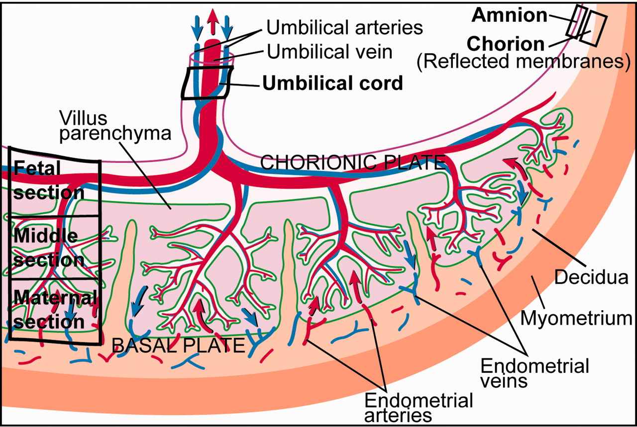 File:Placenta cartoon.jpg - Embryology