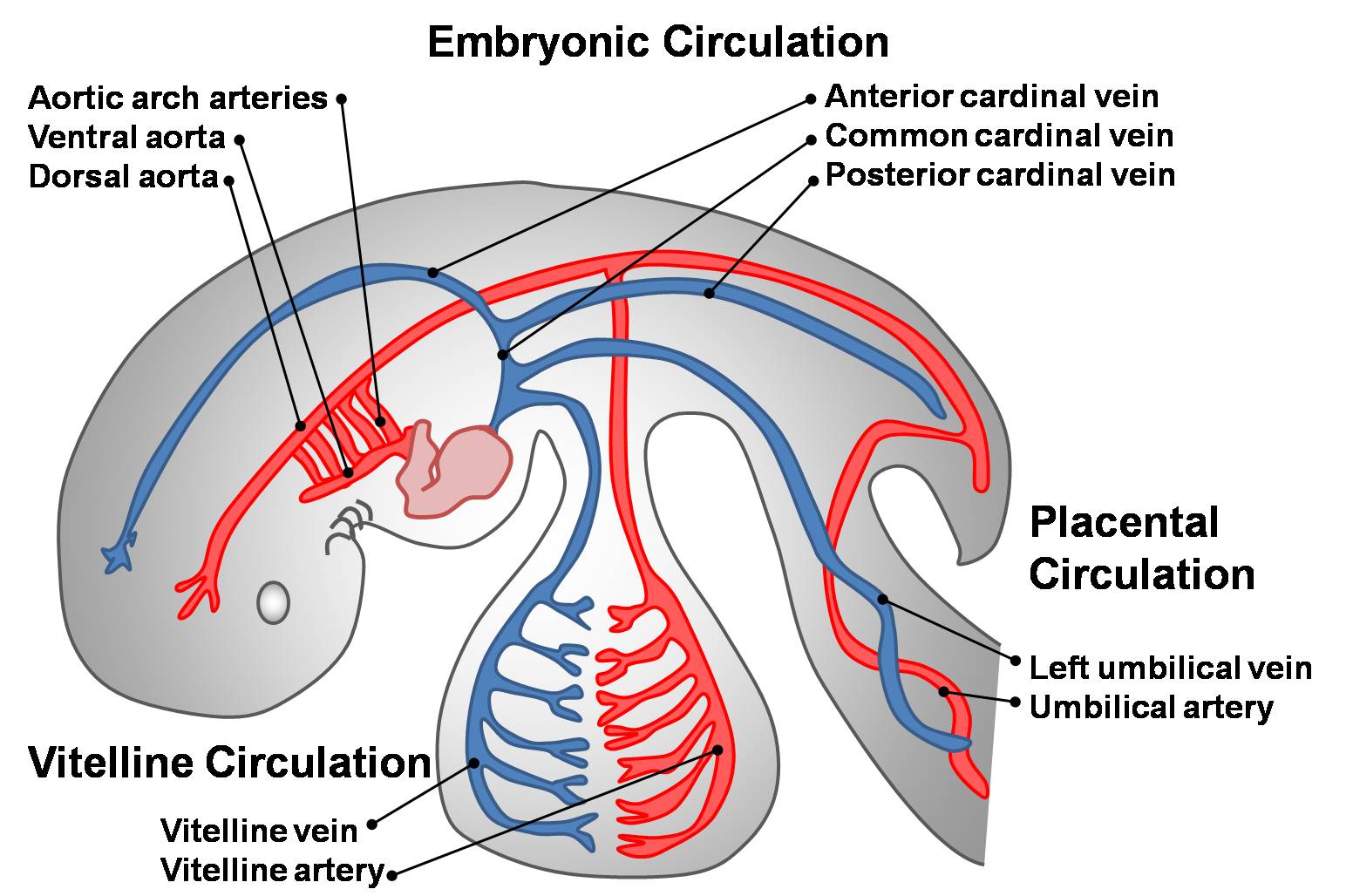 embryonic circulation