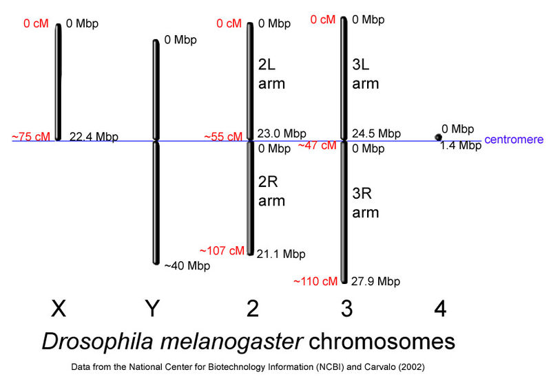 White drosophila chromosome.jpg