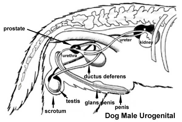 File:Dog- male urogenital cartoon.jpg - Embryology