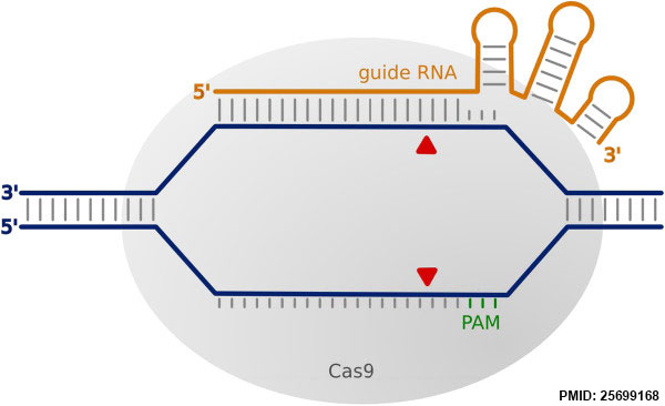 CRISPR Cas9 interaction with target DNA.jpg