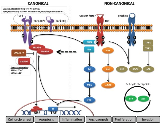 Canonical and non-canonical signalling TGF beta pathways.png