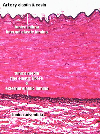 tunic of capillaries