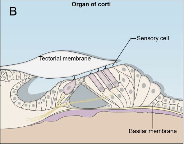 File:Histology of Inner Ear.png