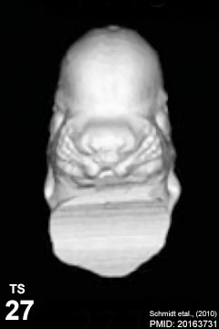 File:Mouse face microCT icon.jpg