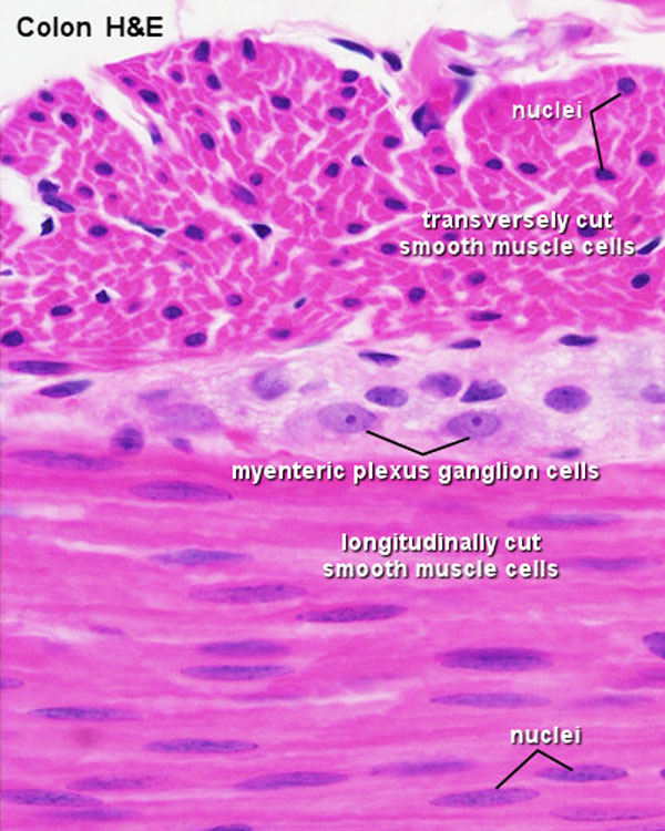 File:Smooth muscle histology 002.jpg - Embryology