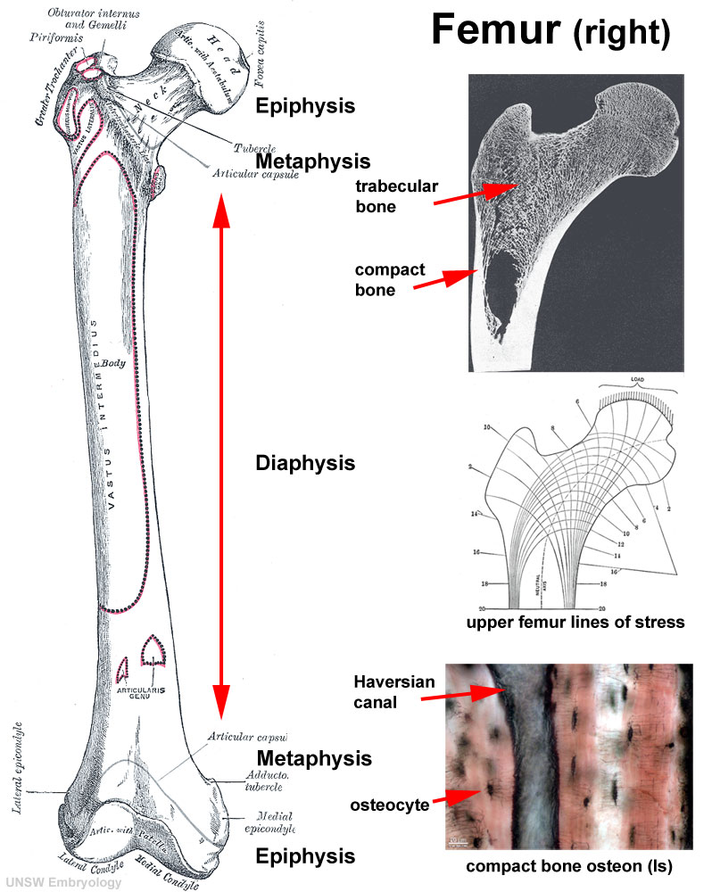 File:Bone-femur.jpg - Embryology