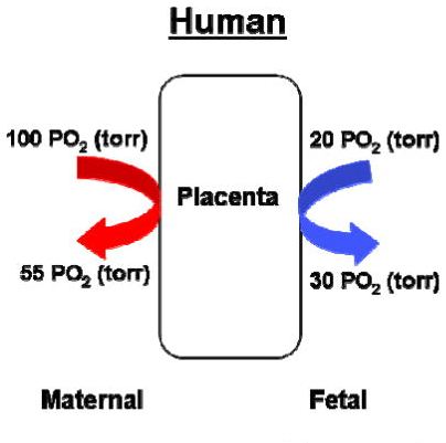 File:Placenta oxygen exchange levels.jpg