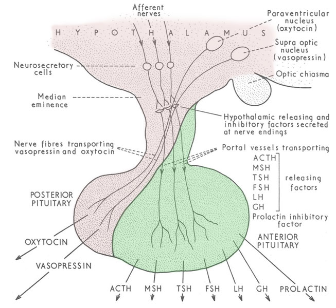 File:Hypothalamus pituitary cartoon.jpg