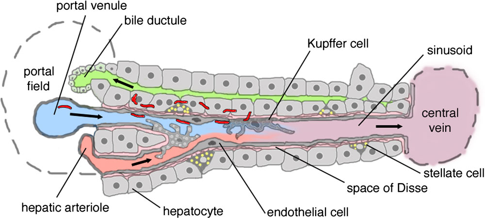 File:Liver plasmodium infection cartoon.jpg - Embryology