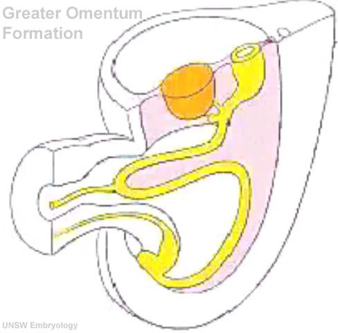 File:Greater omentum 001 icon.jpg