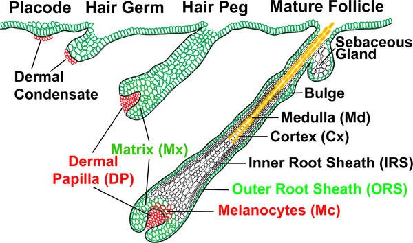 File:Hair development stages.png