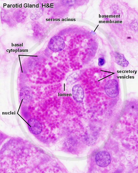 File:Parotid gland histology 04.jpg