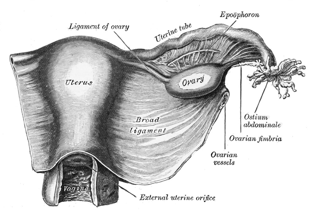Uterus Development Embryology