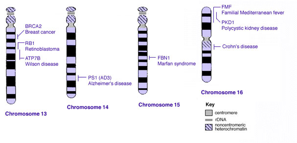 File:Human genetics chromosomes 13-16.jpg