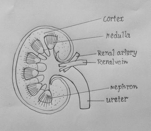 File:Kidney structure.jpg