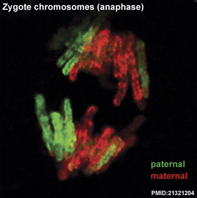 Mouse zygote mitosis anaphase.jpg