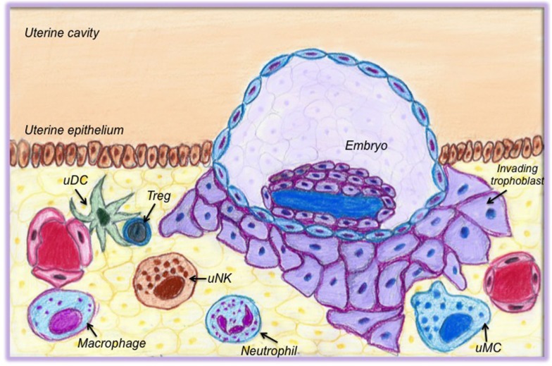 File:Cells of the innate and adaptive immune system present in the uterus at the time of implantation.jpg