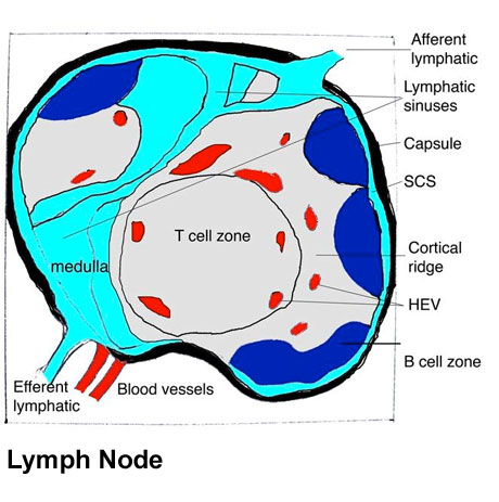Lymph node structure 02.jpg