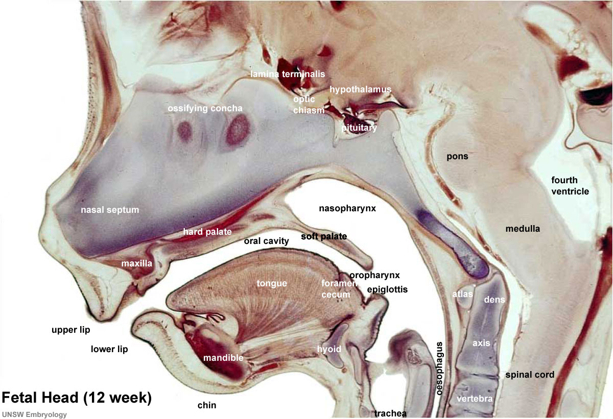 Fetal oral cavity (week 12)