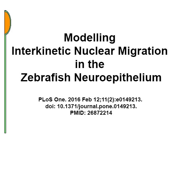 File:Interkinetic nuclear migration 01.jpg