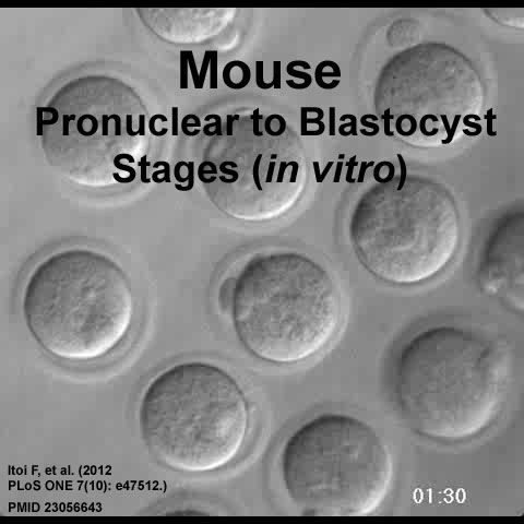 Mouse blastocyst movie icon.jpg