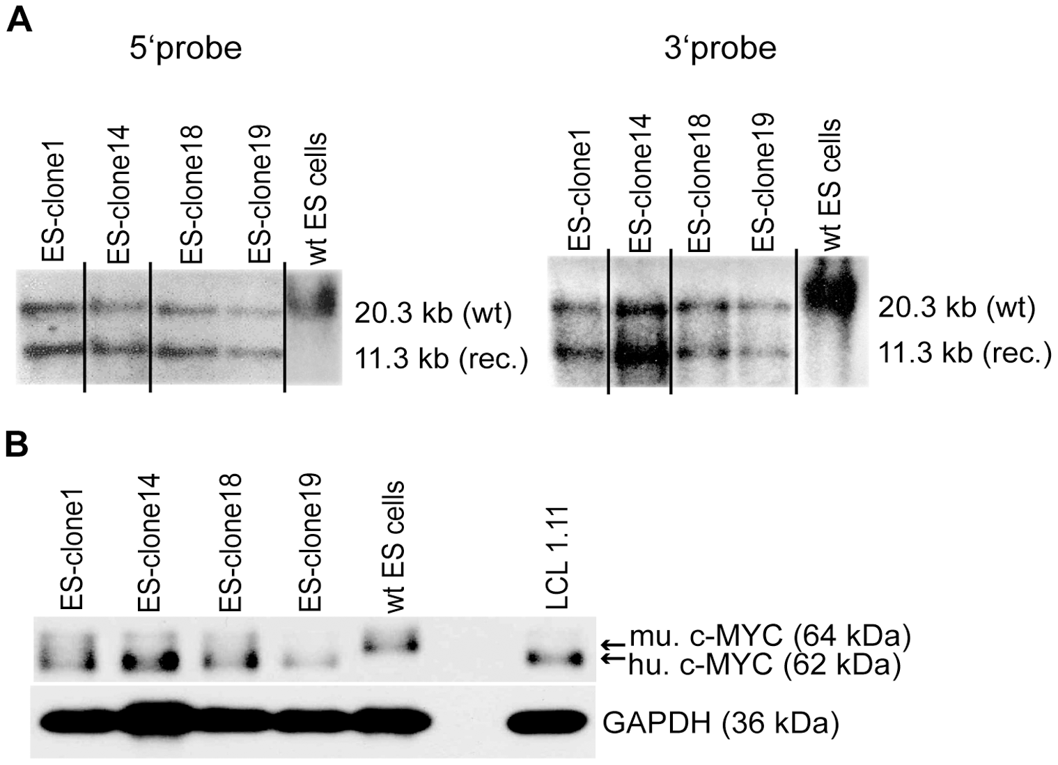 Z3333865.homologous recombination and c-MYC2 expression in ES cell clones.png