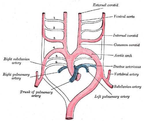 File:Aortic Arches (Drawing).jpg