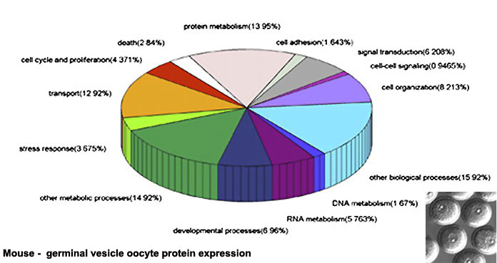 Mouse- germinal vesicle oocyte protein expression