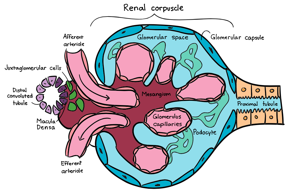 Renal corpuscle.png