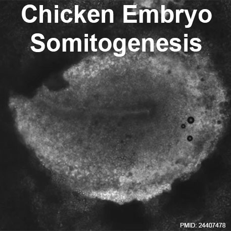 Chicken Somitogenesis