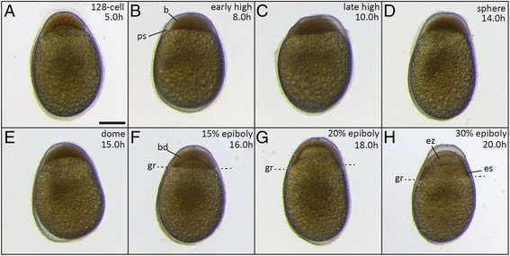 File:Embryos during late blastula phase and early gastrulation.jpg