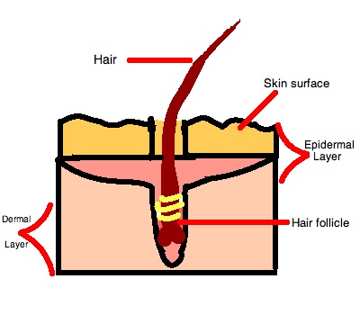 File:Touch Receptor- Hair Follicle.jpg