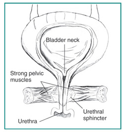 File:Urethra-bladder.jpg