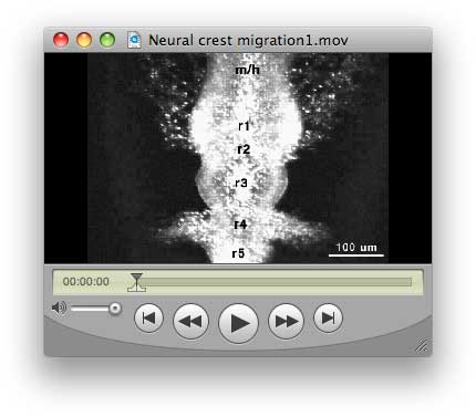 File:Neural-crest-migration1.jpg