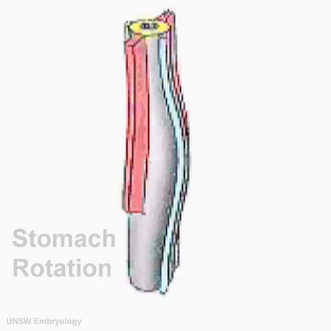 File:Stomach rotation 01 icon.jpg